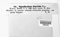 Spathularia flavida image